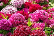 (D) Carnation MACARENA F2 seeds 0.5g (350s) (420568)