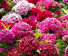 (D) Carnation MACARENA F2 seeds 0.5g (350s) (420568)