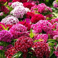 (D) Carnation MACARENA F2 seeds 0.5g (350s) (420568)