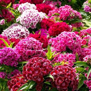 (D) Carnation MACARENA F2 seeds 0.5g (350s) (420568)
