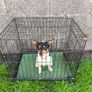 dog crate Image 3
