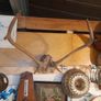 Vintage Red Deer Antlers Image 4