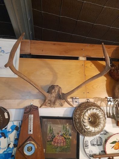 Vintage Red Deer Antlers