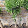 Olive tree : extra large 45cm pot Image 7