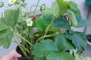 Large Strawberry Plants in pots