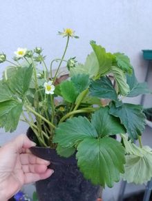 Large Strawberry Plants in pots
