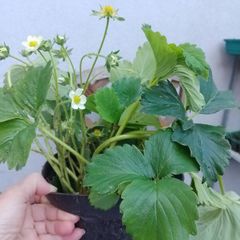 Large Strawberry Plants in pots