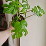 Rhaphidophora Tetrasperma (Mini Monstera) Plant Image 3