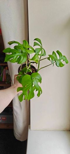 Rhaphidophora Tetrasperma (Mini Monstera) Plant