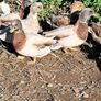 Call Ducks Image 2