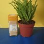 plants Image 3