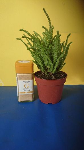 plants