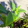 2 Lineria purpurea + 1 chocolate mint + 1 lemon balm in a pot Image 5