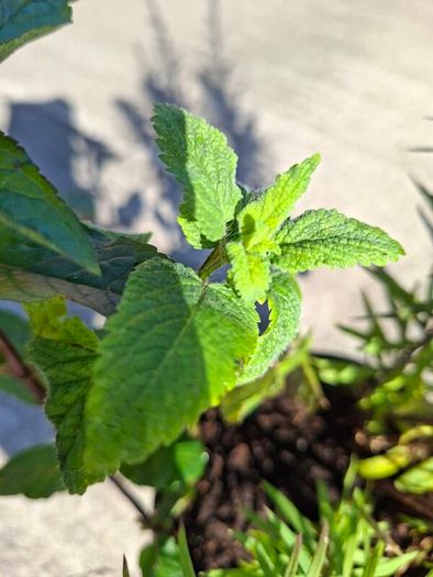 2 Lineria purpurea + 1 chocolate mint + 1 lemon balm in a pot