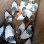 Pullets Image 7