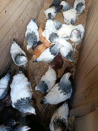 Pullets