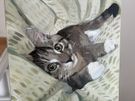 Pet Portrait Commissions Image 5