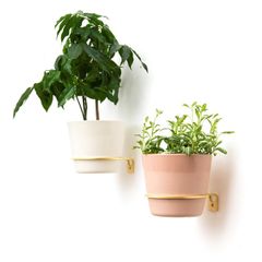 Brass Wall Plant Hanger - 2 different sizes Priced Individually