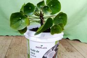 Chinese Money Plant - Pilea peperomioides