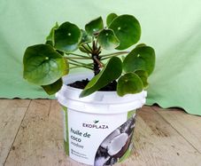 Chinese Money Plant - Pilea peperomioides