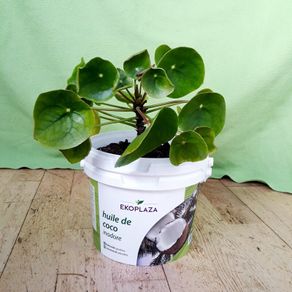 Chinese Money Plant - Pilea peperomioides
