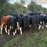 Store Heifers Image 2