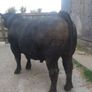 Angus Bull Image 2