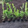 LAUREL HEDGING in 5 litre pot 4ft just 5 euro Image 3