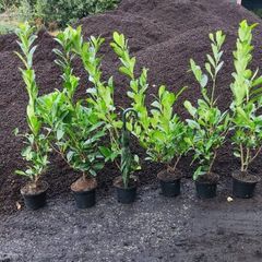 Laurel Hedging in 5 litre pot 4ft just 5 euro