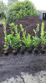 Laurel Hedging in 5 litre pot 4ft just 5 euro