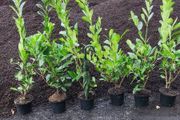 Laurel Hedging in 5 litre pot 4ft just 5 euro