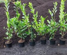 Laurel Hedging in 5 litre pot 4ft just 5 euro