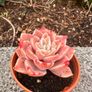 plant Image 3