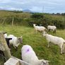 9. Young x bred sheep and 3 ram lambs Image 5
