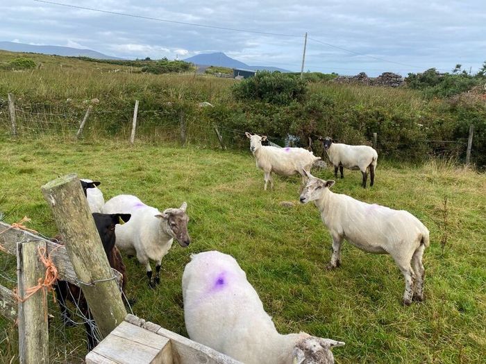 Young x bred sheep and ram lambs