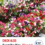 (S) Sweet Pea Dolly Varden seeds 1g Image 9