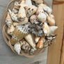 Seashells Image 2