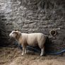 2 Ram Lambs Image 2