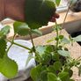 Plectranthus amboinicus / Cuban oregano / Indian borage / Mexican mint / Indoor Herb Image 10