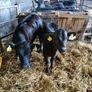 5 calved heifers with calves at foot Image 3
