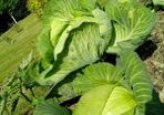 Cabbage 