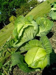 Cabbage "Golden Acre"  Seeds