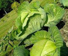 Cabbage "Golden Acre"  Seeds