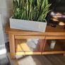 Sansevieria Trifisciata Laurentii planters Image 6