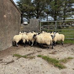 15 ram lambs