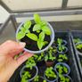 organic vegetable plants Image 4