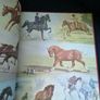 Album of Horses" by Marguerite Henry Image 8