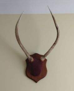 Deer antler mounted on mahogany plaque