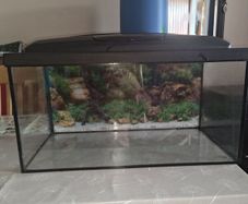 fish tank aquarium