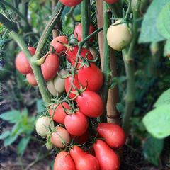 (T) Tomato Pink Thai Egg seeds 0.1g (110742)